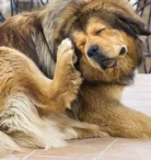 Ветеринарный лечебно-диагностический центр Ветбум Фото 7 на проекте VetSpravka.ru