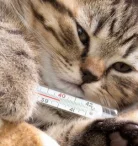 Ветеринарный лечебно-диагностический центр Ветбум Фото 6 на проекте VetSpravka.ru