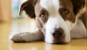 Ветеринарный лечебно-диагностический центр Ветбум Фото 3 на проекте VetSpravka.ru