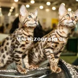 Питомник бенгальских кошек Zoocat  на проекте VetSpravka.ru