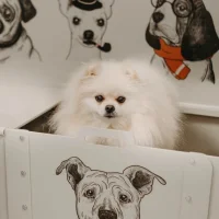Салон профессионального груминга Groomer Club Фото 2 на проекте Tula.vetspravka.ru Салон профессионального груминга Groomer Club Фото 2 на проекте Tula.vetspravka.ru