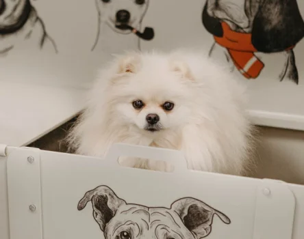 Салон профессионального груминга Groomer Club Фото 2 на проекте VetSpravka.ru